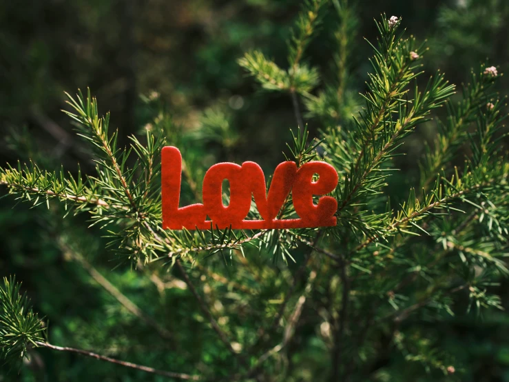 the word love spelled with red paper on a nch of a pine tree