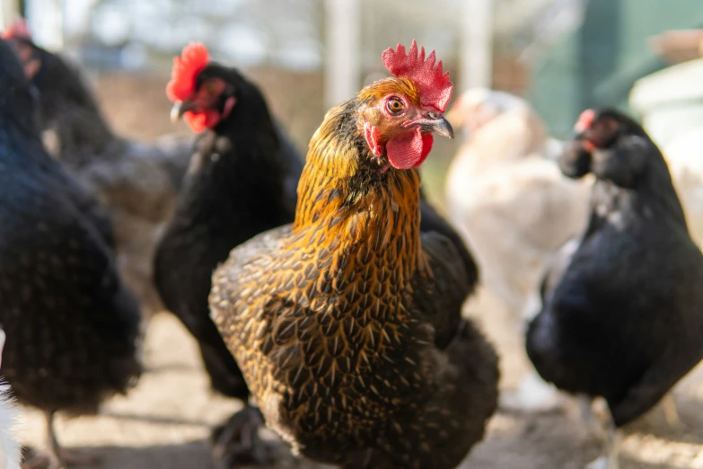 a group of chickens in a field, some standing around