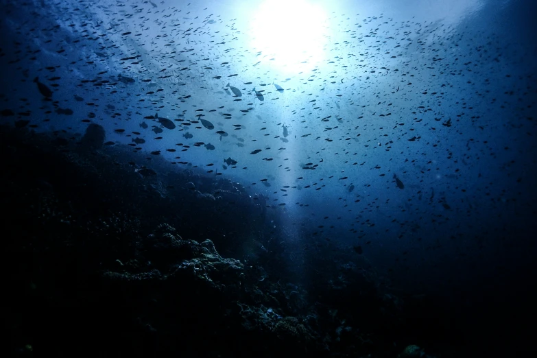 an underwater s shows a lot of fish coming towards the sun