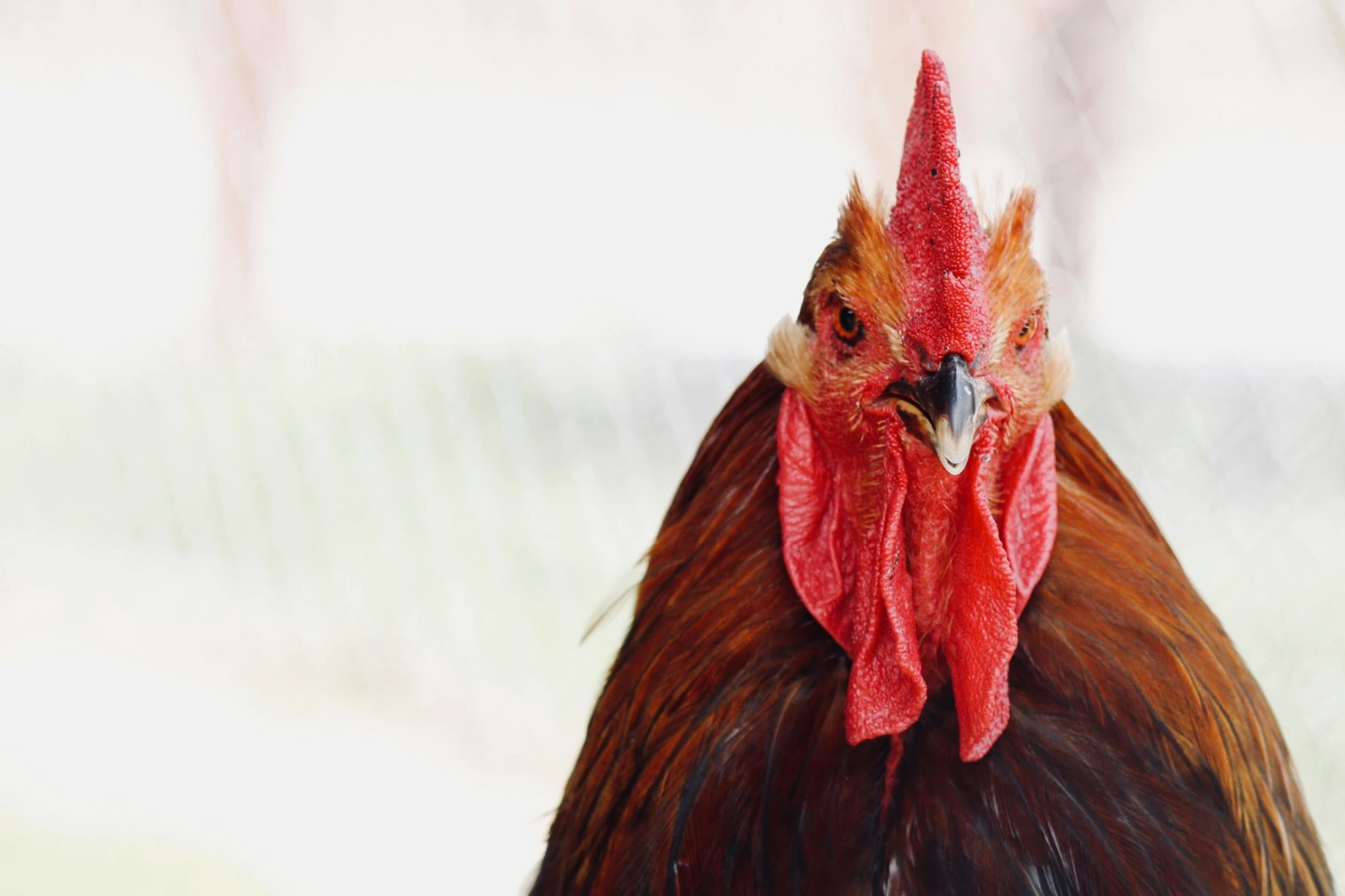 a rooster's head stands out in a blurry po