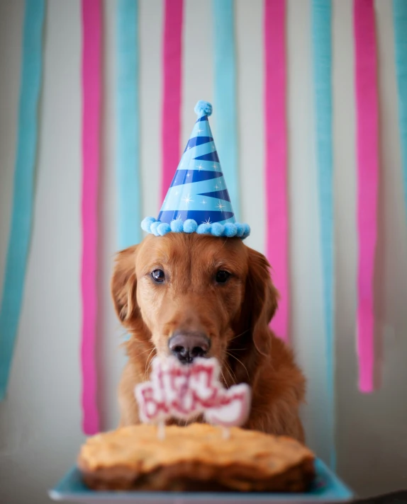 a dog is wearing a party hat, sitting in front of a cookie