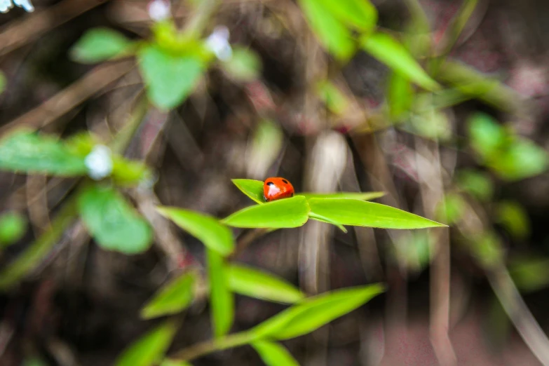 a lady bug crawling on top of green leafy vegetation