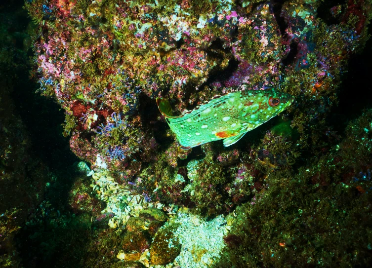 an octo fish is standing on the rocky side