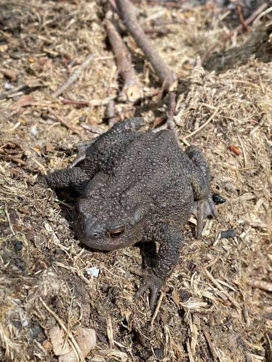 small lizard in mulch with large head and legs