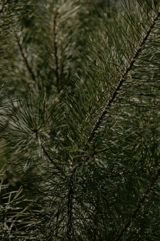 a green tree leaves has a light yellow cellphone in the center