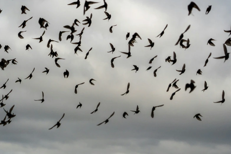 a flock of birds flying in the cloudy sky