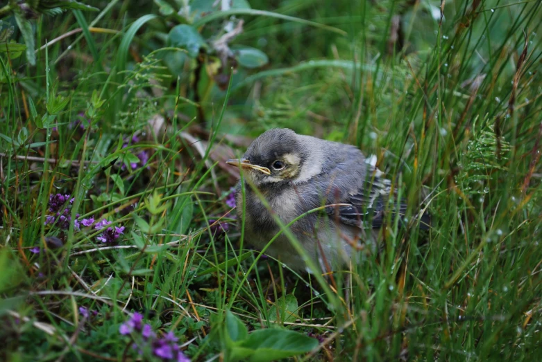 a small bird laying on the ground near some flowers