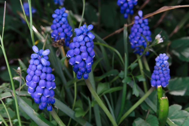 the blue flowers are in bloom on the green stems