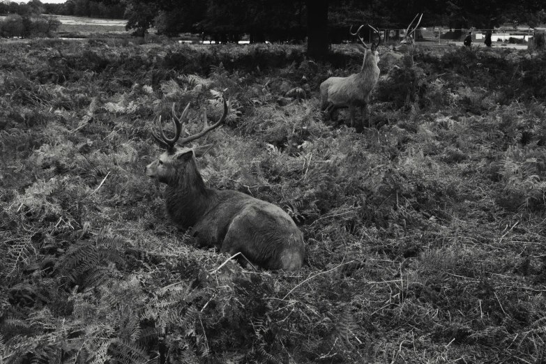 a deer laying on top of a field of grass