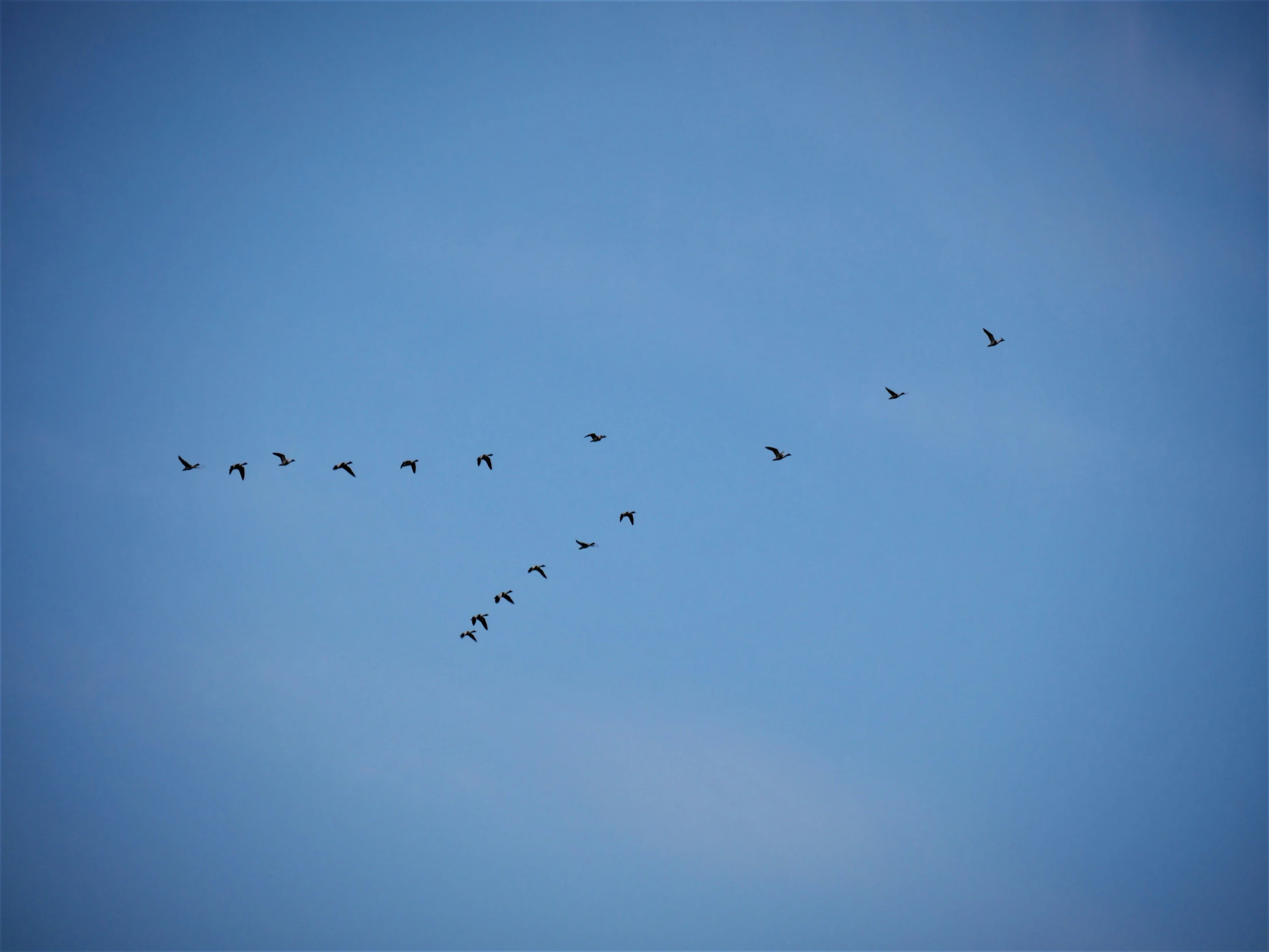 several birds flying in the air and doing different things