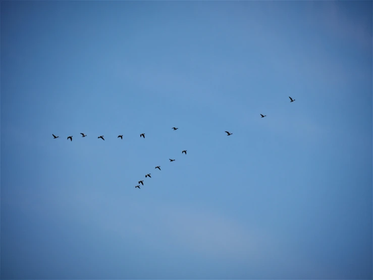 several birds flying in the air and doing different things