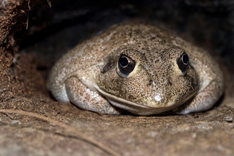 a close up of a toad sitting in a rock