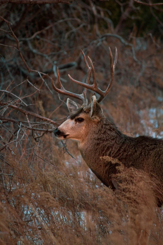 a large white tailed deer in the woods