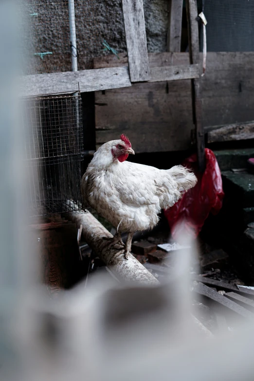 a chicken in a cage with a plastic bag