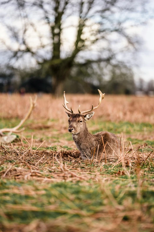 a deer that is laying in the grass