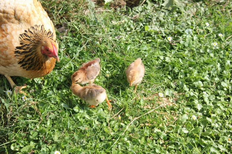 two little chickens are in the grass with their mother