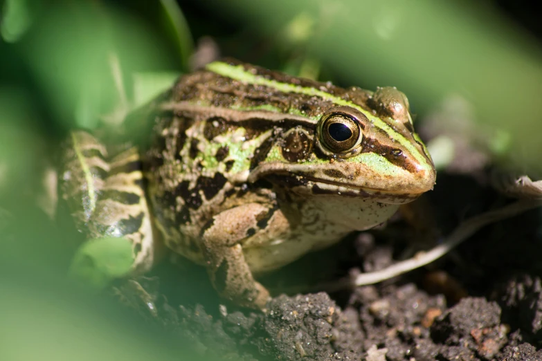 a green and brown frog sitting in the dirt