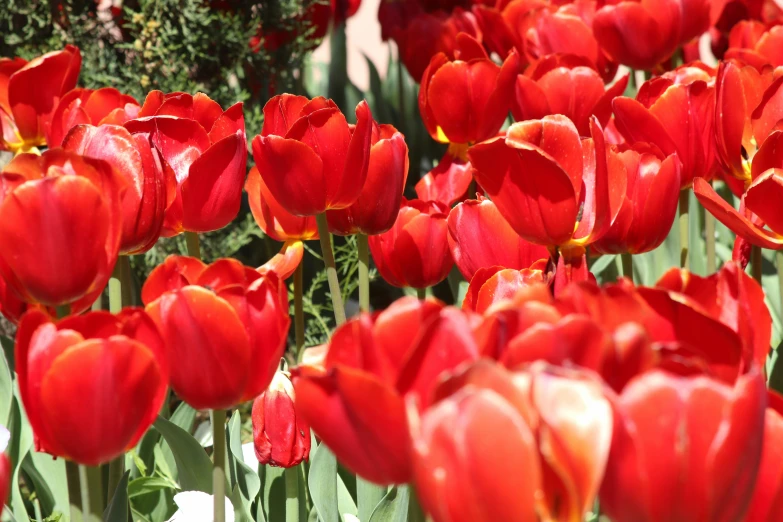 a field full of red flowers with green leaves