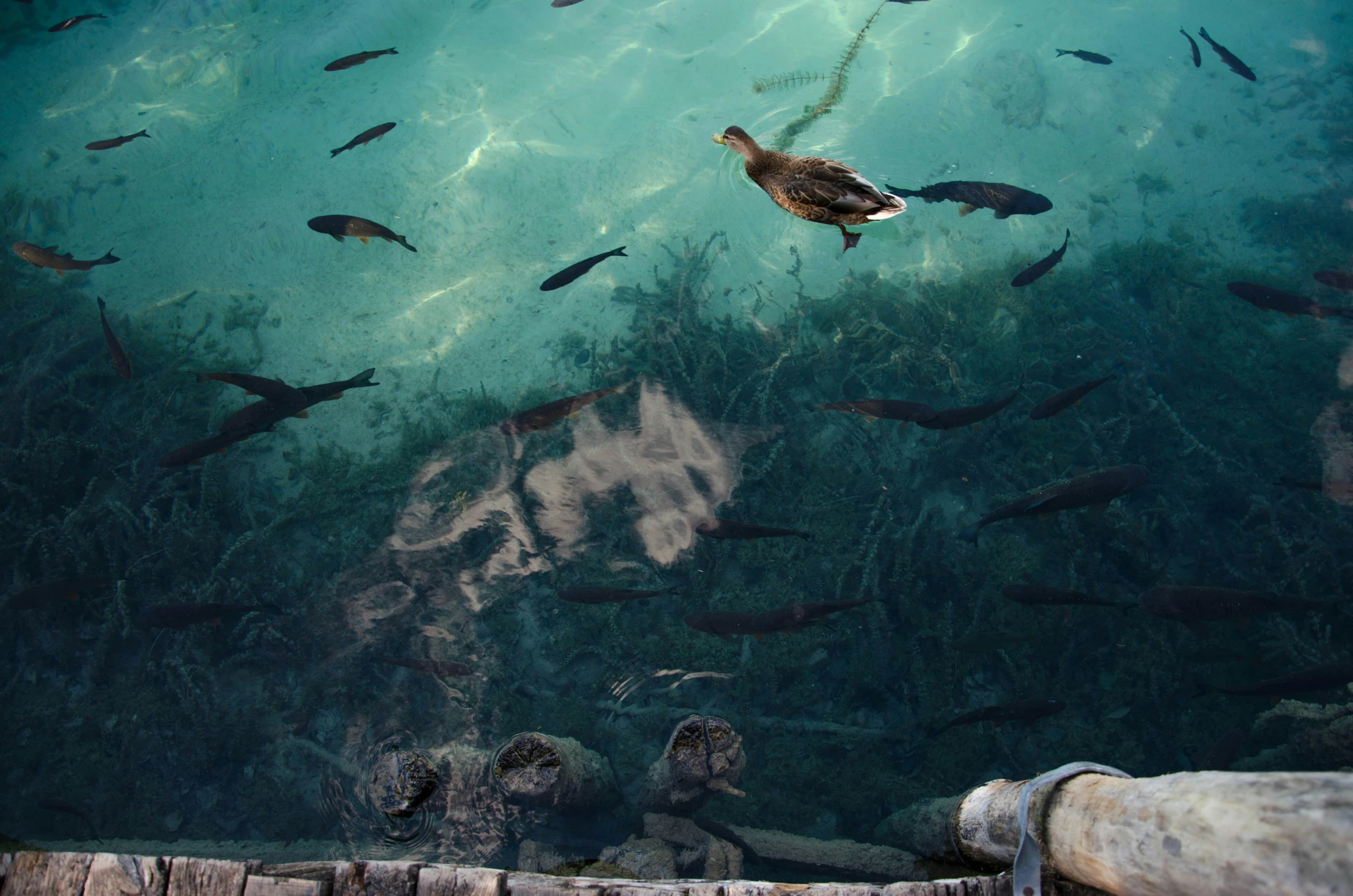 a duck swimming in a pond with lots of fish