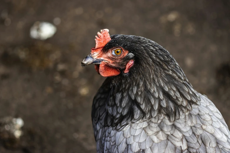 a close - up of a rooster's head looking into the camera