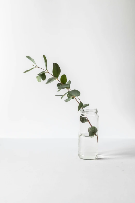 green stems sticking out from the water in a glass vase