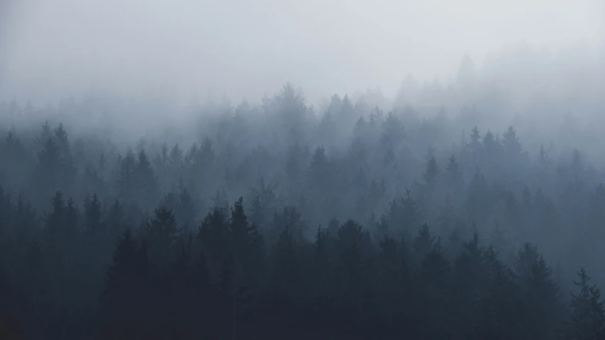 there are many pine trees in the mist