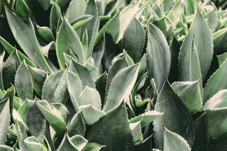 the large leaves of the plant look like they are blooming