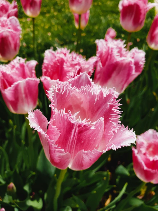 a close up image of a pink flower with many petals