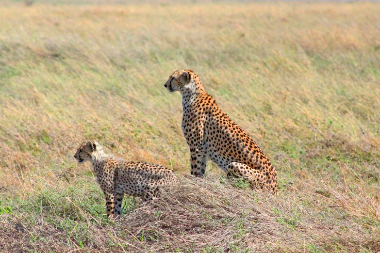 two cheetah are standing in the grass near one another