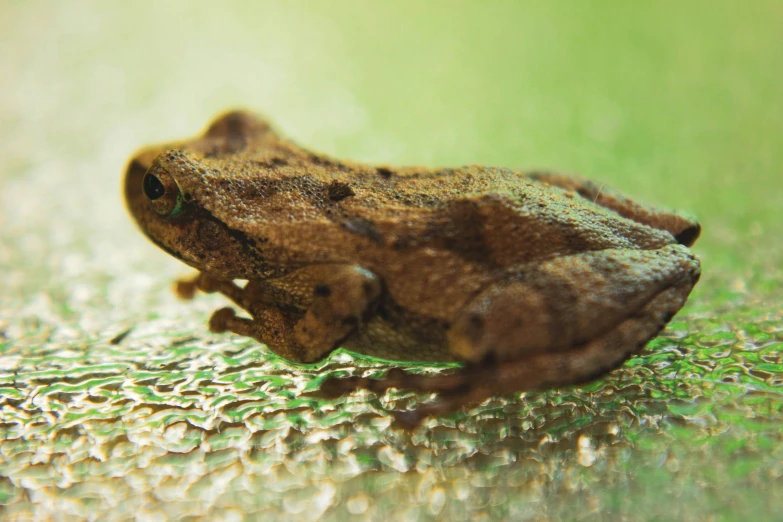 the frog looks like it is getting wet