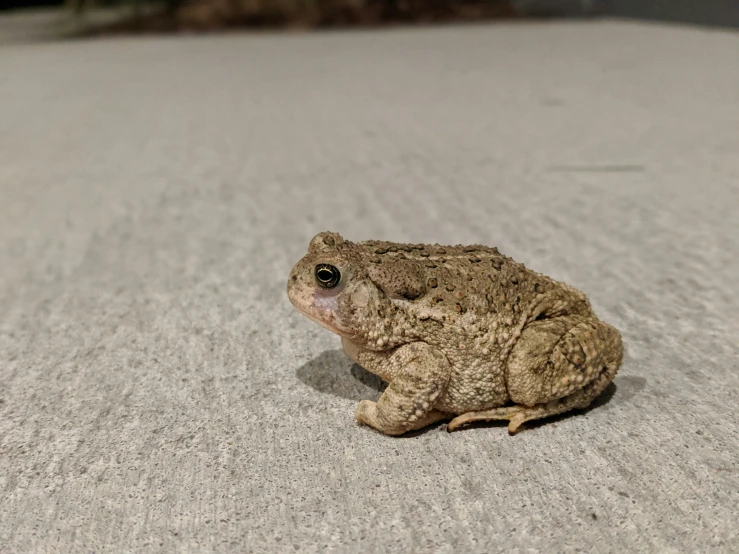 a little, wet frog on the ground