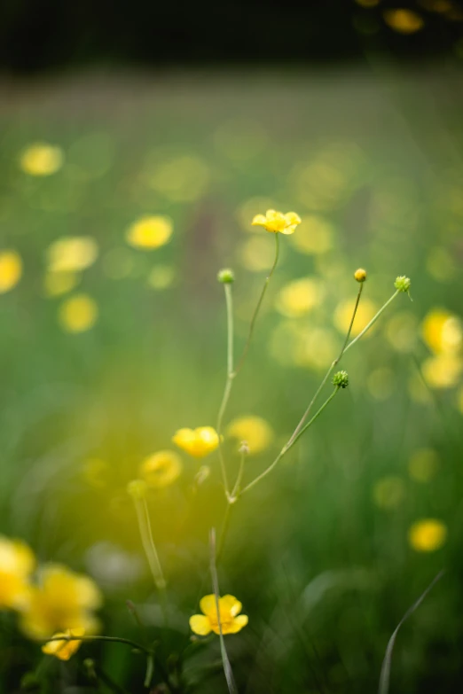 a small bunch of yellow flowers in the grass