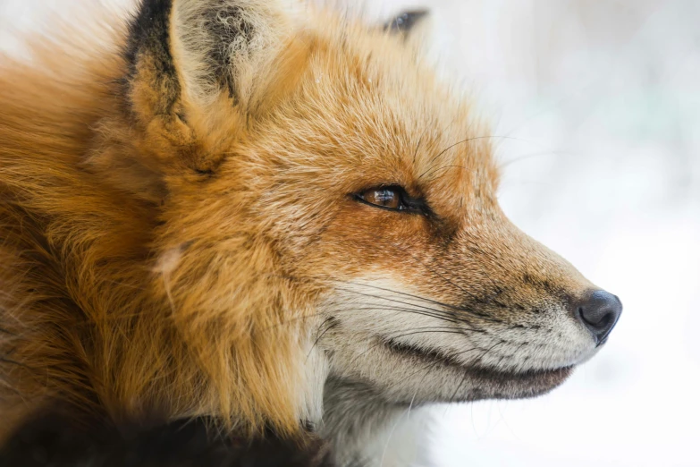 the fox has orange and brown fur on it's face