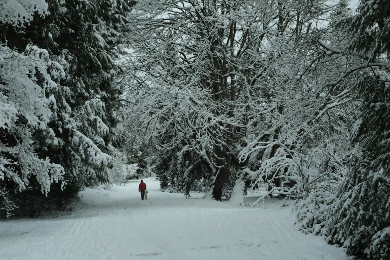 a person in red is walking through the snow covered woods