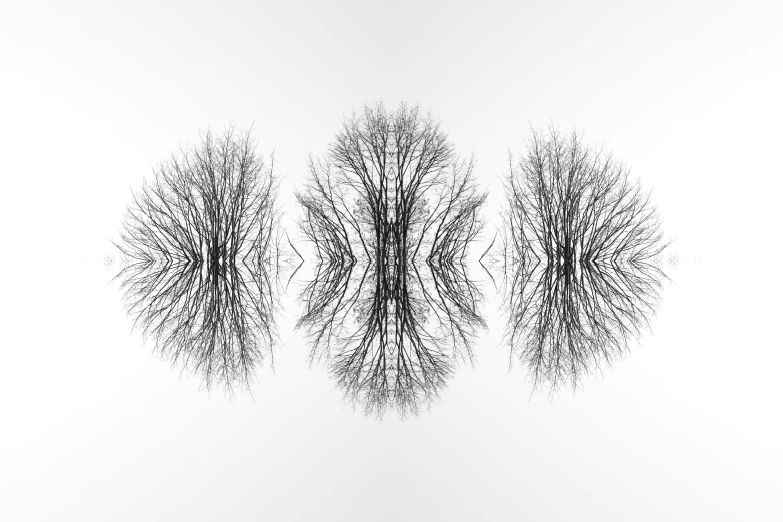 a black and white po of four trees