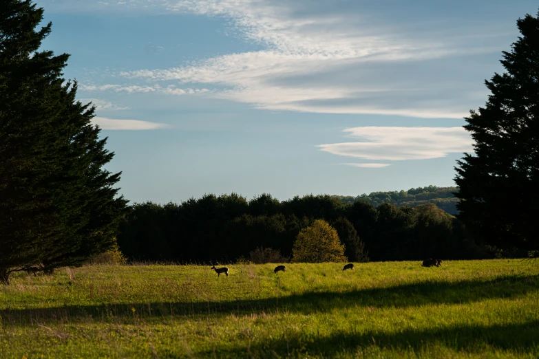 cows grazing on a grassy field with trees