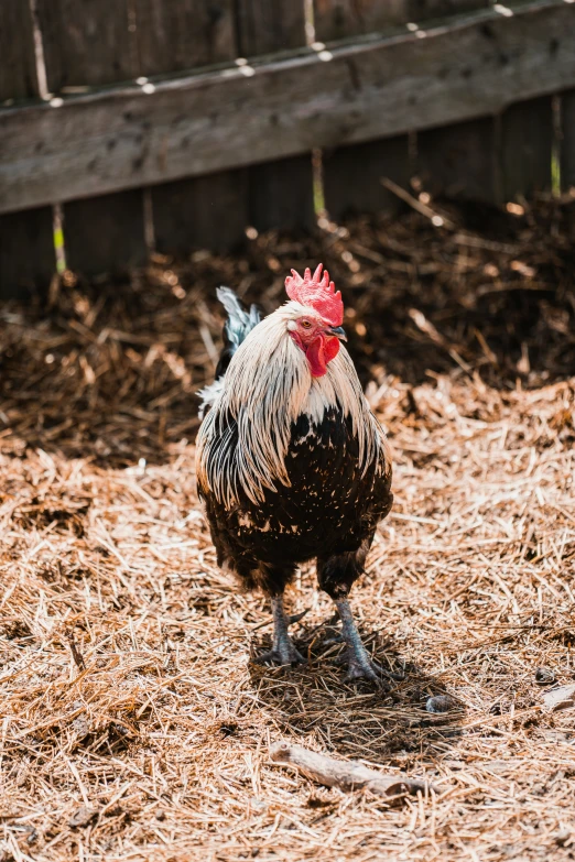 a rooster standing in some hay near a fence