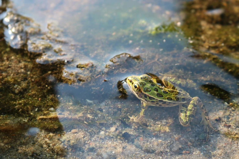 a frog sitting in some water while surrounded by algae