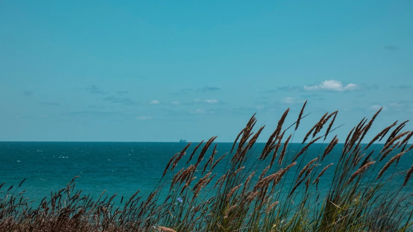 long brown grass blowing in wind near a beach