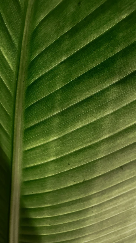 the underside view of a green leaf showing a curved pattern