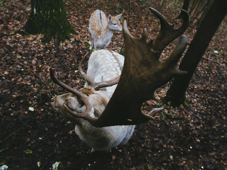 a white deer looks up at another deer