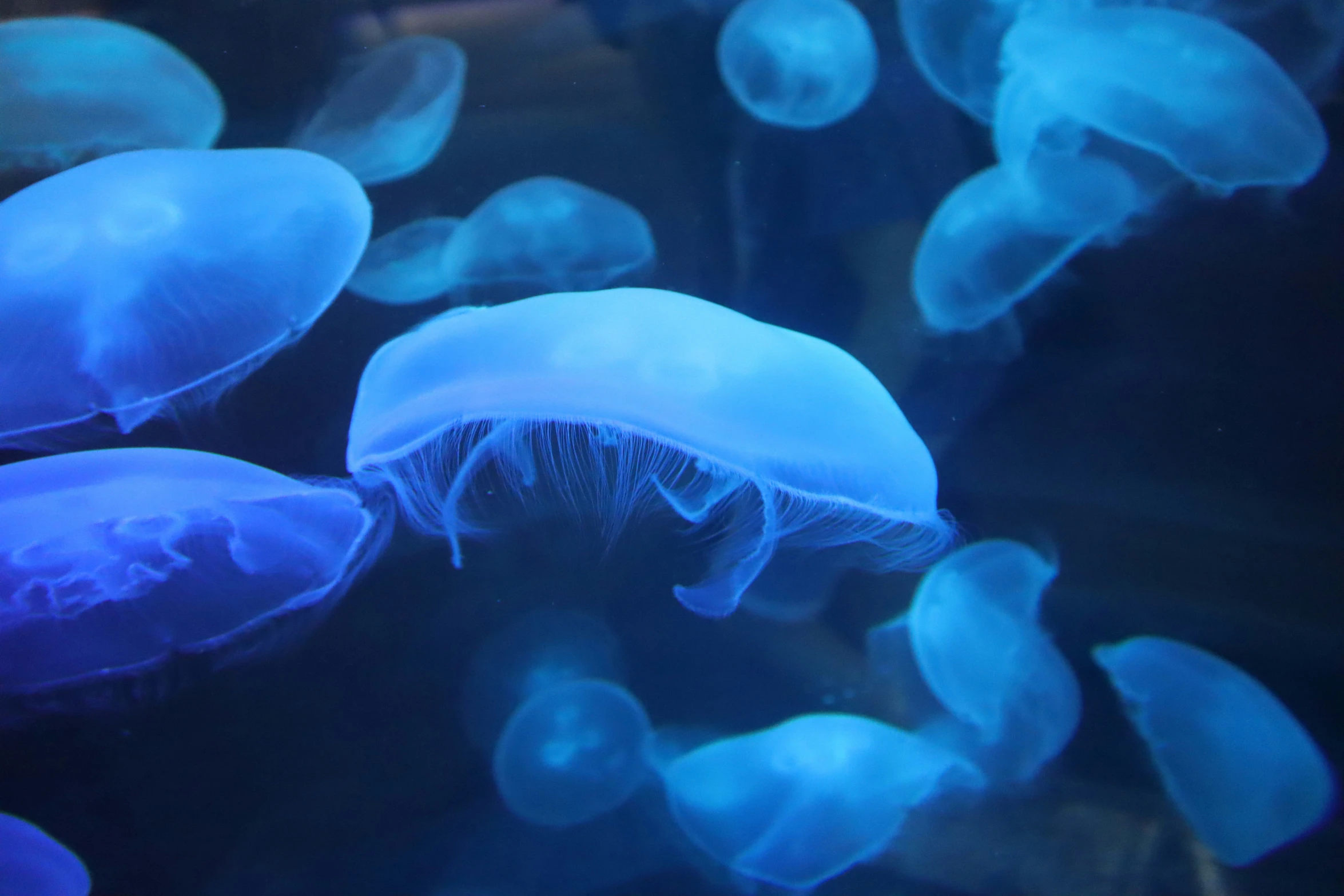 a group of jellyfish are floating in the water