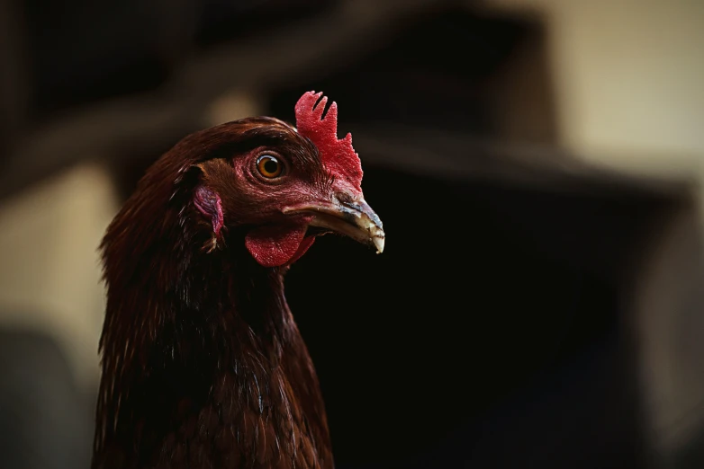 an image of a chicken standing in the dark