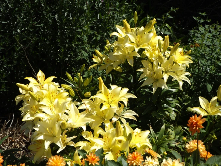 yellow flowers with orange and white flowers in the foreground