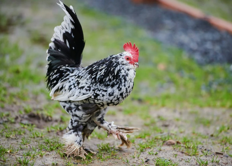 black and white chicken on dirt field next to trees