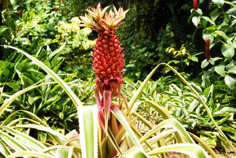 a flower in a garden next to lush green foliage