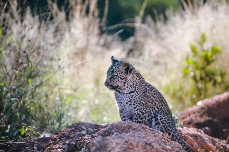 the young leopard is sitting on the rock