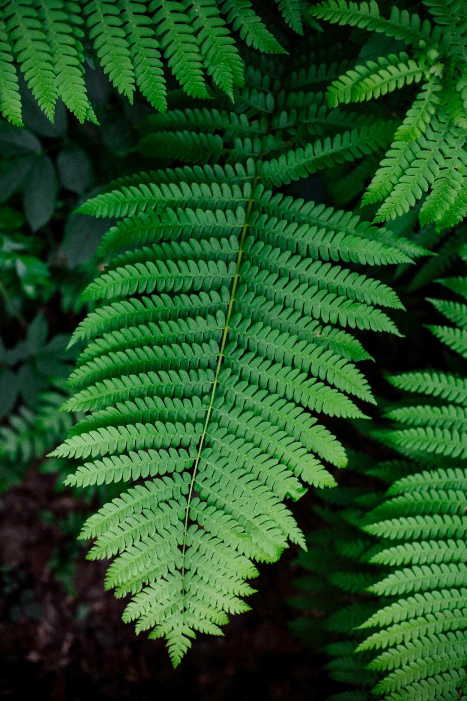 the top part of a green fern plant