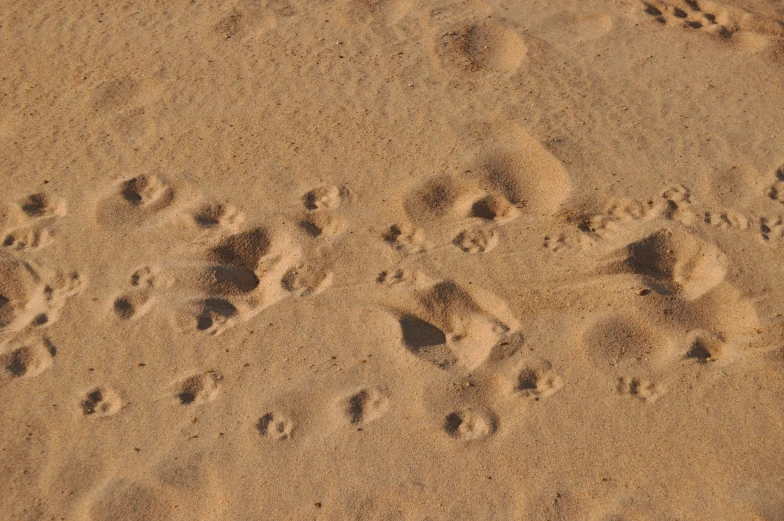 a bird's footprints on the sand, showing them are not