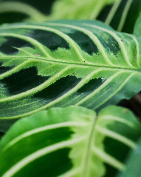 close up of green leaves with white stripes